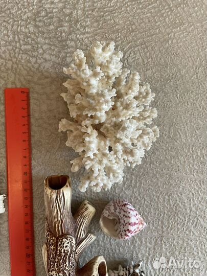 Ракушки морские