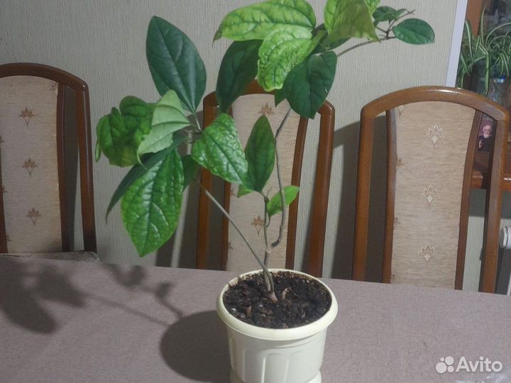 Клеродендрум