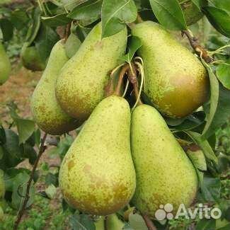 Саженцы груш