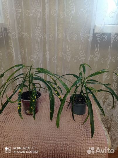 Комнатные растения