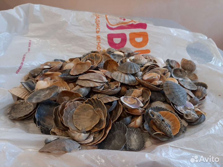 Ракушки морские для аквариума