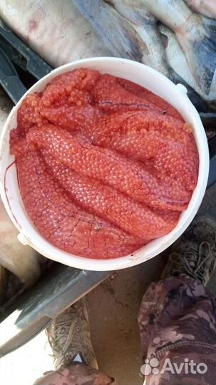 Продам сырец