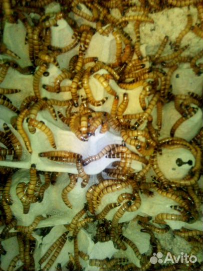 Сверчки,тараканы,зофобас,корм для стрижей