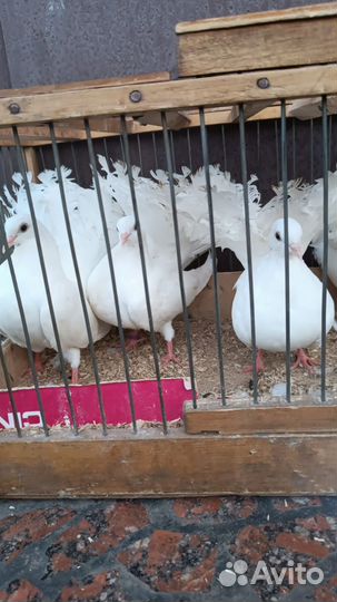 Голуби разных пород