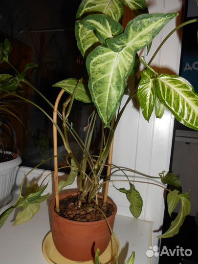 Комнатные растения: Гастерия, Бокарнея,Синг