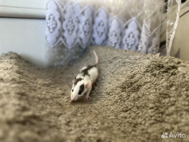 Крыса дамбо