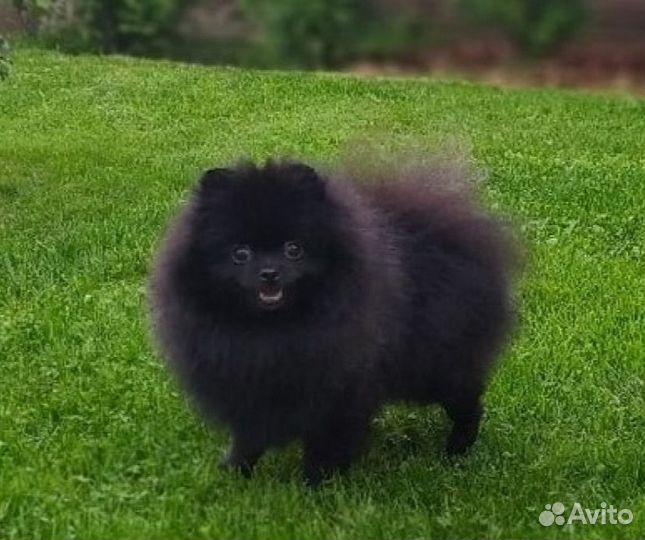 Померанский шпиц (цвергшпиц) кобель для вязки