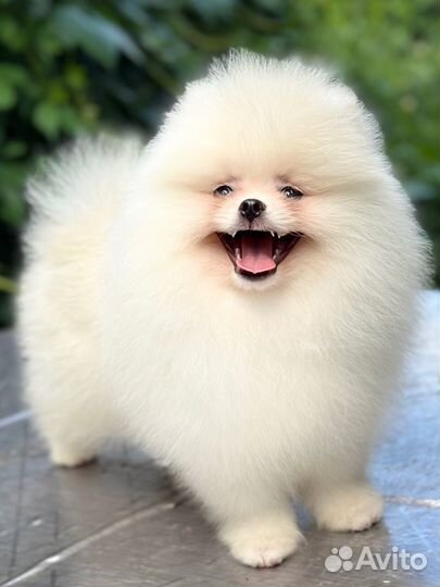 Померанский шпиц белый