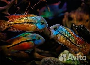 Флауэр хорн Flower Horn