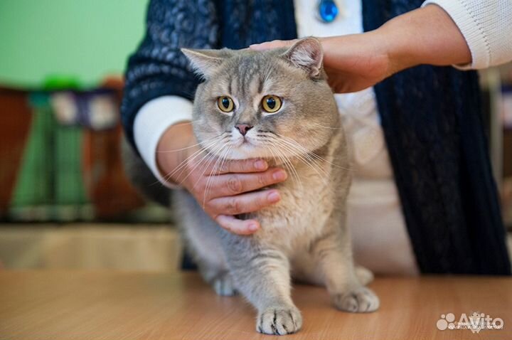 Вязка с котом