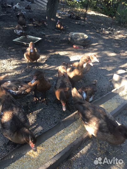 Мускусные утки тяжелые линии