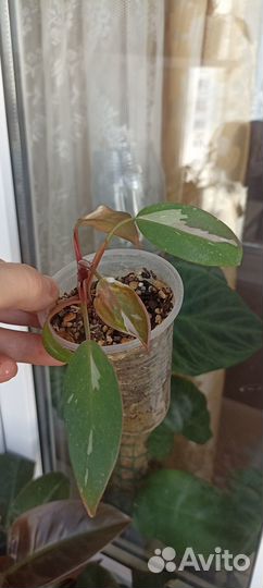 Филодендрон