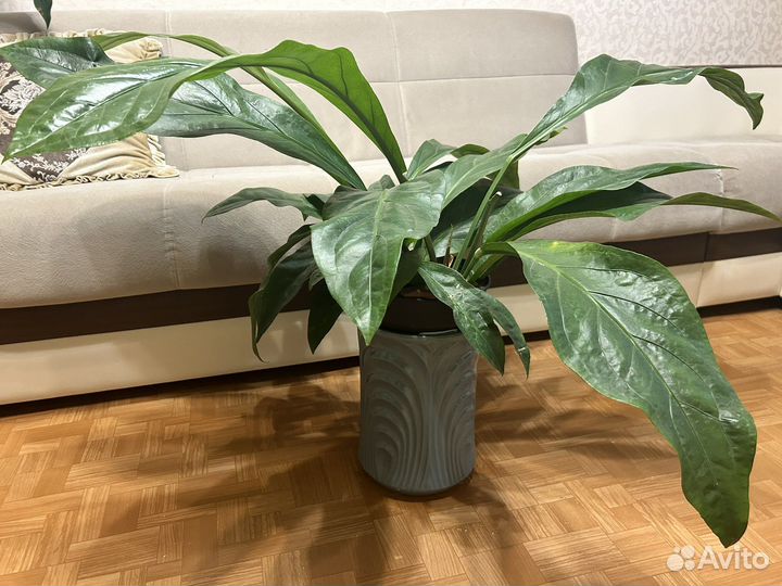 Комнатные цветы антуриум