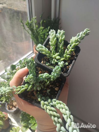 Седум моргана