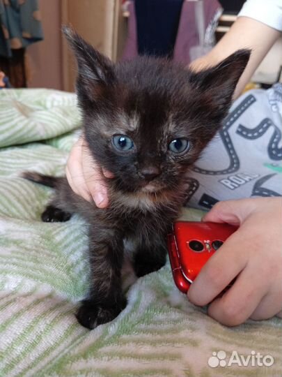 Котята в добрые руки бесплатно