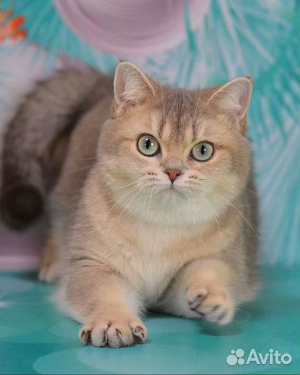 Голубое золото