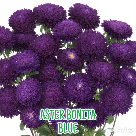 Рассада астры серии Бонита