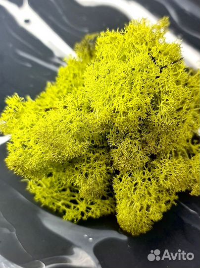 Стабилизированный мох желто-зеленый