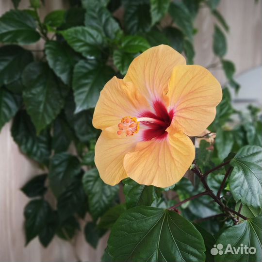 Укорененные гибискусы двух сортов