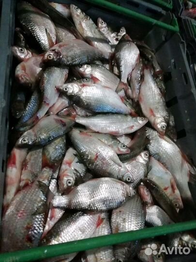 Рыба Тарань, Рыбец азовский свежемороженый