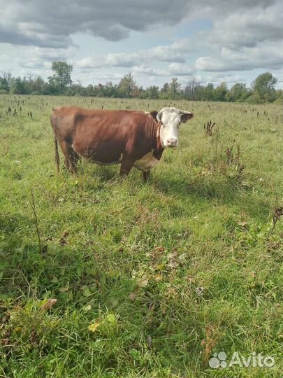 Коров стельных, тёлочек