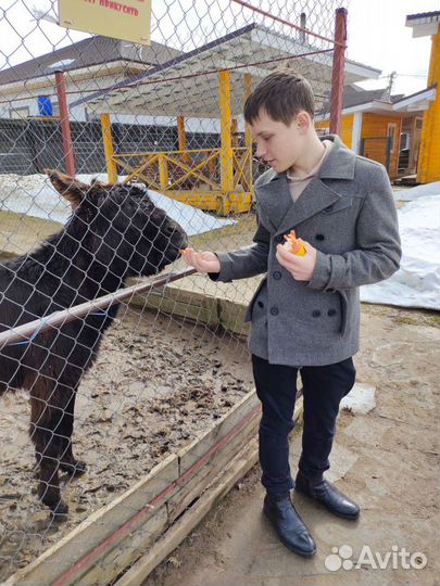 Передержка животных