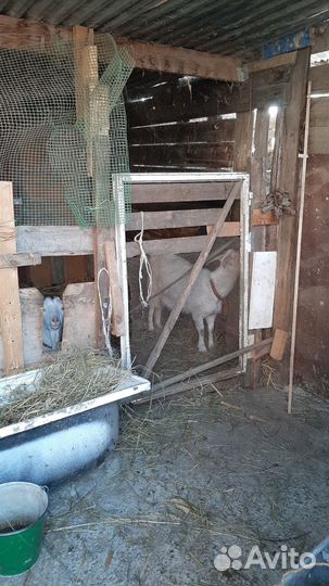 Продается 2х месячный козлик.козы