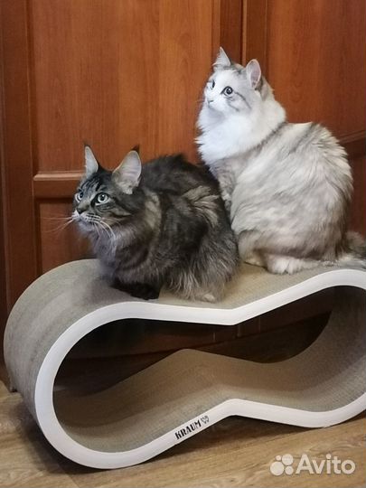 Когтеточка домик для кошки