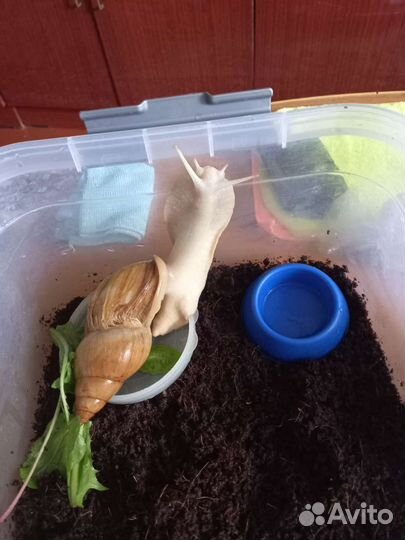 Улитки ахатины