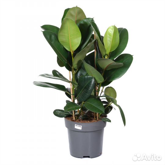 Растения для дома