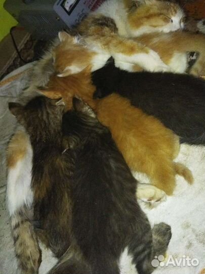 Отдам в добрые руки котиков