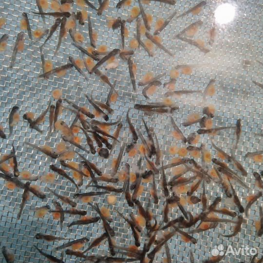 Радужная форель малек