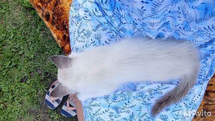 Котик в добрые руки