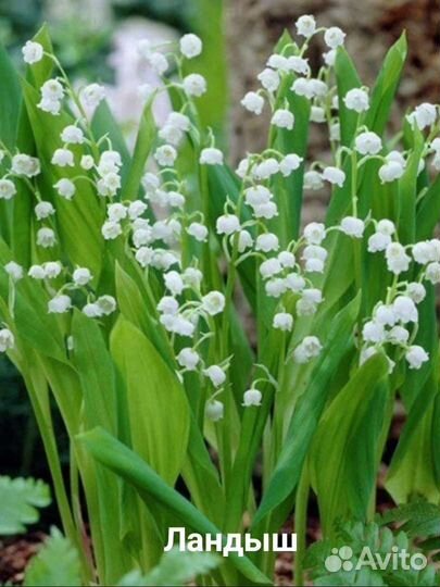 Многолетники для дачи