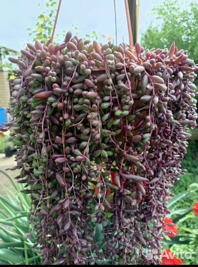 Суккуленты ампельные