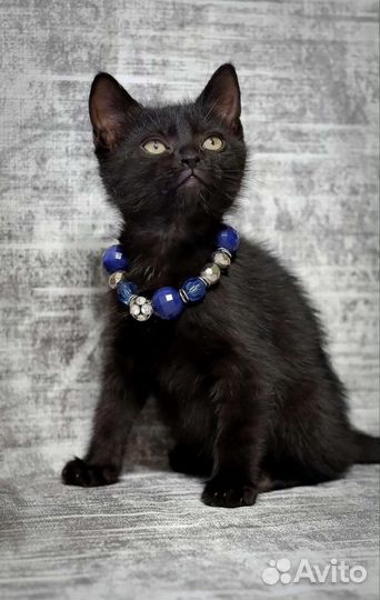 Котята ищут дом