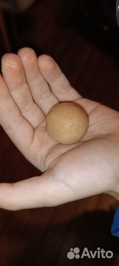 Яйцо инкубационные 