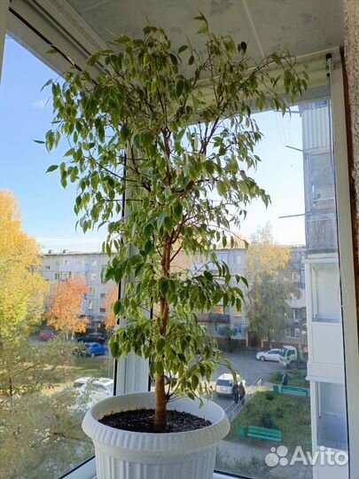 Фикус бенжамина большой