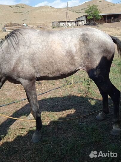 Кобыла орловская