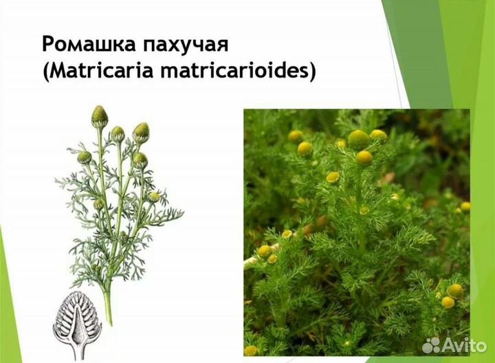 Травы сушёные. Доставка