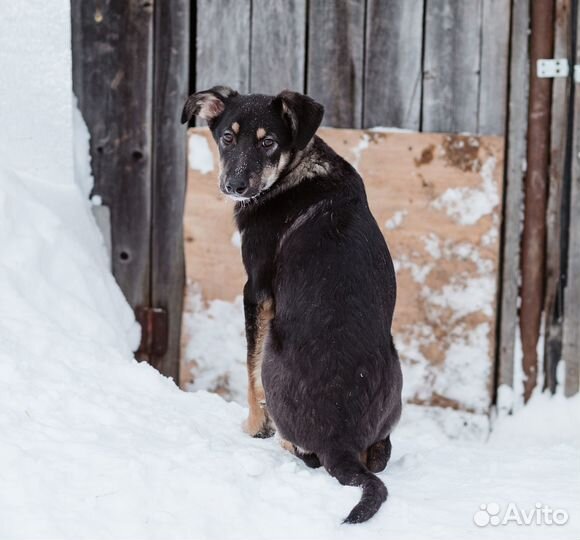 Щенок Джесси ищет дом