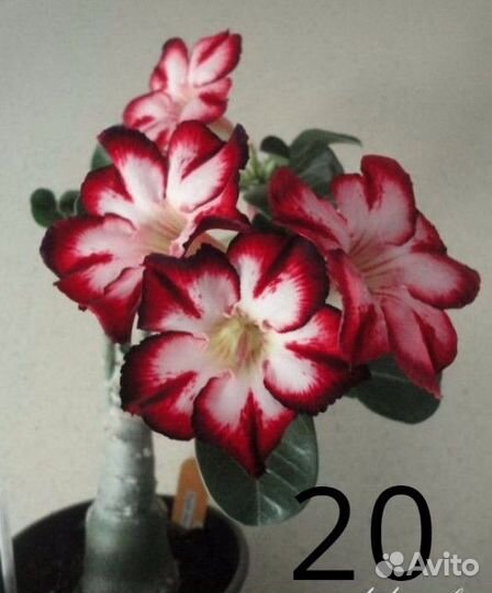 Аденимы-экзотические растения