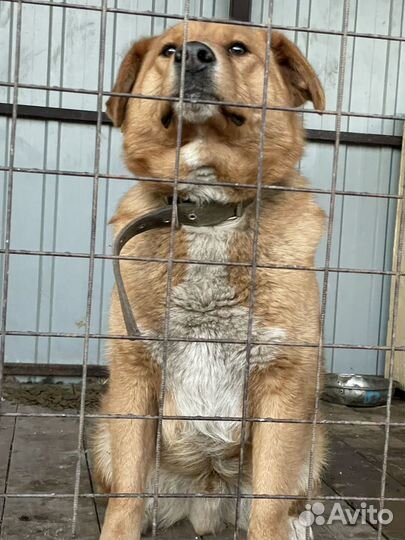 Крупная Собака в добрые руки