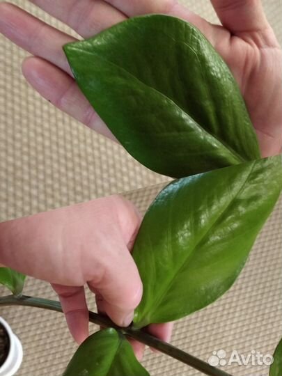 Замиокулькас