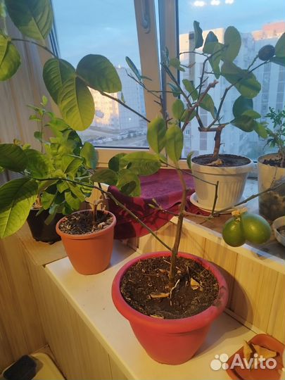 Лимон Павловский с плодами