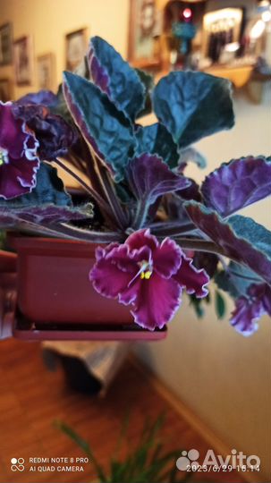 Фиалка темно-бордовая с белой каймой