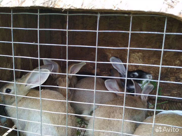 Живые кролики и мясо кролика