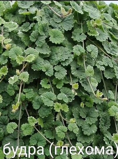 Дихондра серебристая, изумрудная