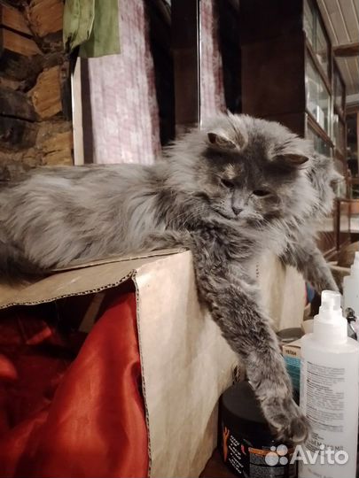 Кошка Алиса