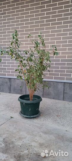 Комнатные растения